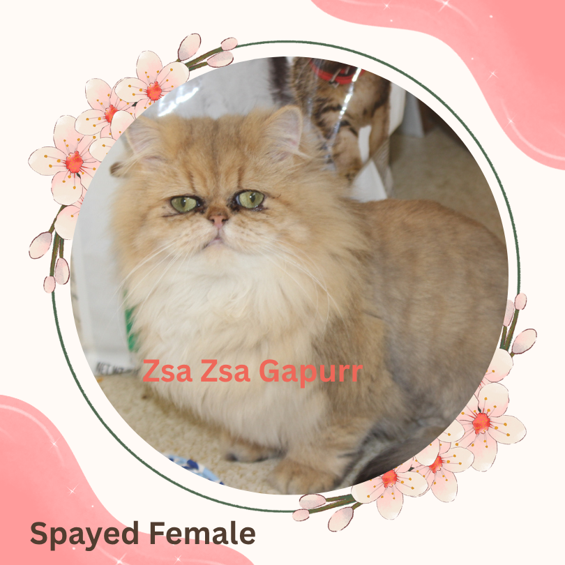 Chinchilla Silver Persian Cat